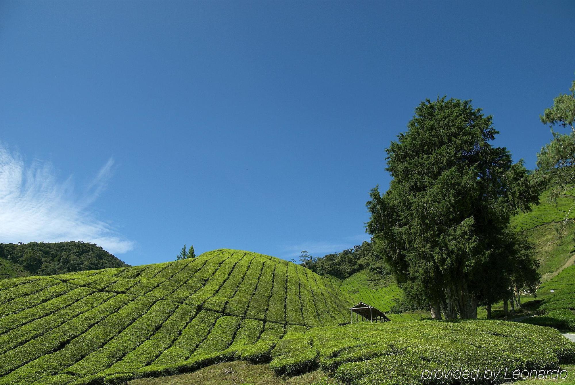 金马仑高原度假村酒店 外观 照片 Tea plantation in Cameron Highlands, Malaysia