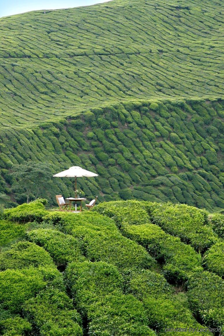 金马仑高原度假村酒店 外观 照片 A tea plantation in Darjeeling, India