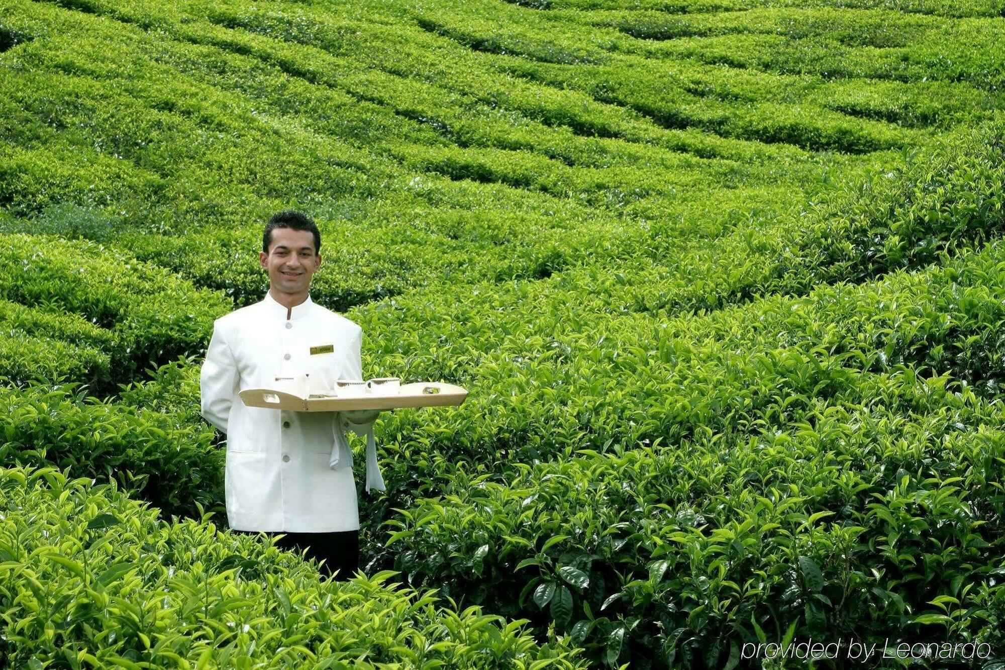 金马仑高原度假村酒店 外观 照片 Tea plantation in Taiwan